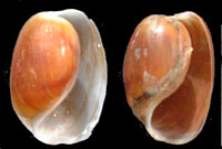 Haminoea hydatis  o/e Haminoea navicula